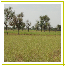 Natural henna powder