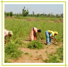 Henna powder manufacturers India