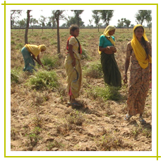 Herbal henna powder exporters